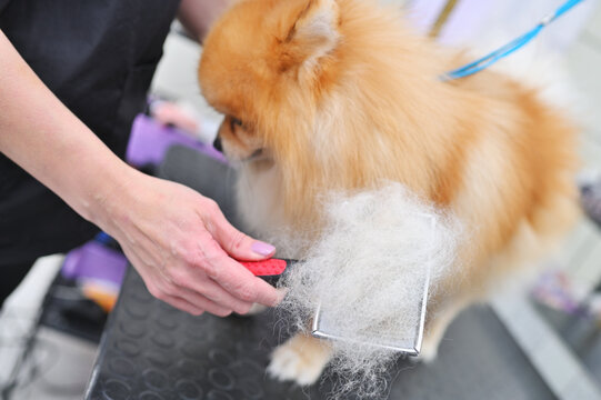 grummer combs the wool of a Pomeranian with a brush. Dog Care