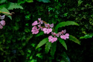 A vibrant display of pink and purple flowers blooming in a garden and wild forest, showcasing the beauty of nature in spring and summer with close-up views of petals, leaves, and colorful blossoms