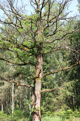 Fototapeta premium Oak Tree in a German Forest 