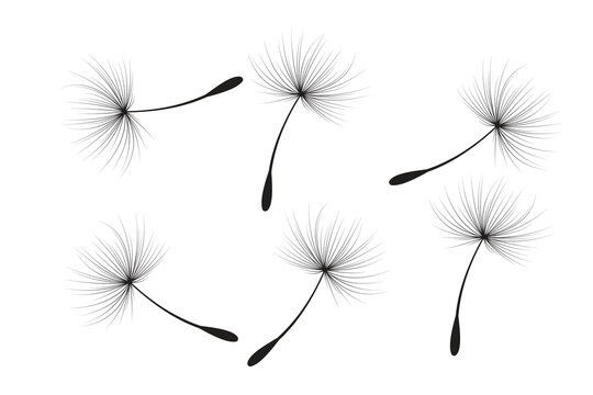 Vector illustration of dandelion seeds in black on white background.