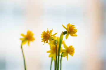 beautiful yellow daffodils on a white background