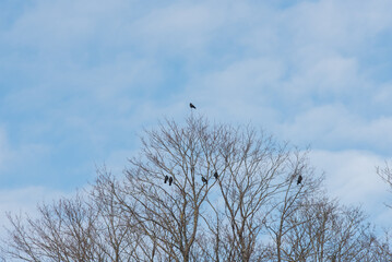 Fototapeta premium .blue sky and white clouds tree branches where black crows are sitting above