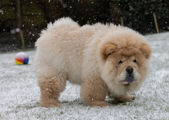 Cream Chow Puppy