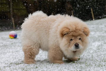 Cream Chow Puppy