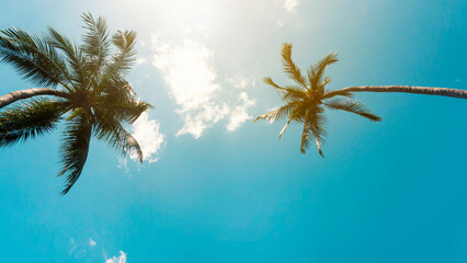 Coconut Palm trees by the sea under a sunny sky, create a tropical beach paradise. banner,...