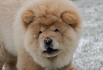 Cream Chow Puppy