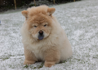 Cream Chow Puppy