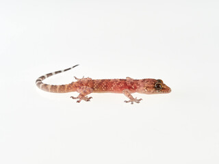 Mediterranean House Gecko on a white background. Hemidactylus turcicus
