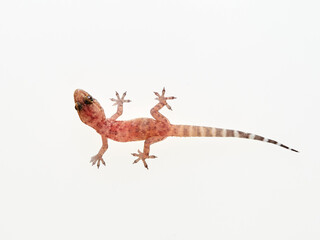 Mediterranean House Gecko on a white background. Hemidactylus turcicus