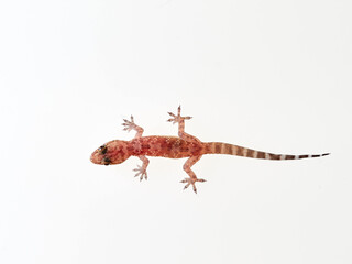 Naklejka premium Mediterranean House Gecko on a white background. Hemidactylus turcicus