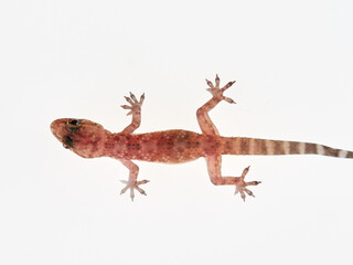 Mediterranean House Gecko on a white background. Hemidactylus turcicus