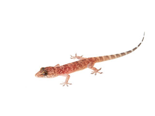 Mediterranean House Gecko on a white background. Hemidactylus turcicus