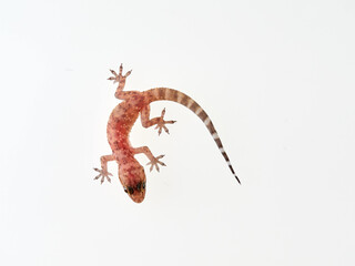 Mediterranean House Gecko on a white background. Hemidactylus turcicus
