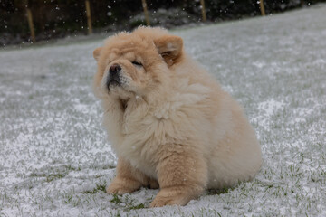 Cream Chow Puppy