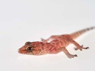 Mediterranean House Gecko on a white background. Hemidactylus turcicus
