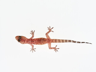 Naklejka premium Mediterranean House Gecko on a white background. Hemidactylus turcicus
