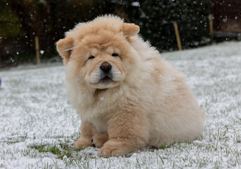 Cream Chow Puppy
