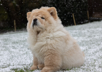 Cream Chow Puppy