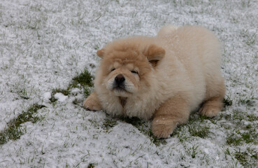 Cream Chow Puppy