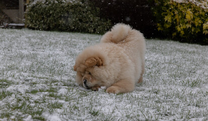 Cream Chow Puppy
