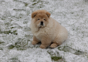 Cream Chow Puppy