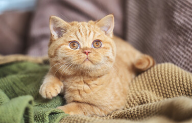 Edle und imposante Britisch Kurzhaar Katzen Katzenbabys