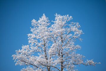 Tree in frost and snow against blue sky background. Cold winter frost on the branches of a tree