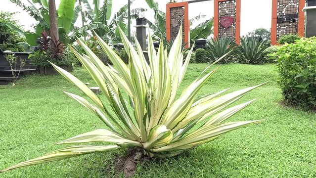 Agave americana Mediopicta (also called Agave americana, century plant, maguey, American aloe). This plant is known to be able to cause severe allergic dermatitis