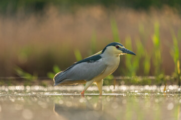 Black crowned night heron (Nycticorax nycticorax)