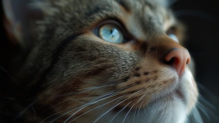 Close-up of a cat with vibrant blue eyes, displaying intricate fur details and a whiskered profile, generative ai - obrazy, fototapety, plakaty