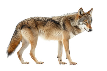 Steppe Wolf on Transparent Background