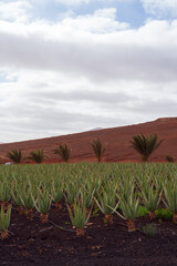 Aloe Vera Plantation in Tiscamanita, Fuerteventura