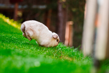 Jumping White Easter Bunny