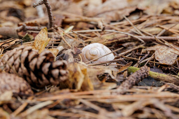 Snail shell of a vineyard snail between pine cones, old leaves and pine needles