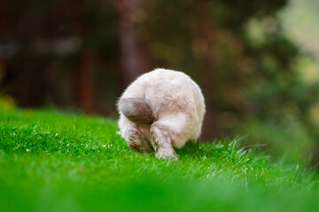 Fluffy White Easter Bunny Tail