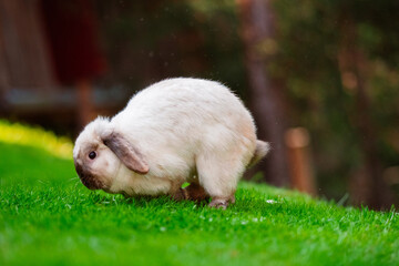 Cute Holland Lop Rabbit Easter Bunny