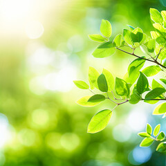 Fototapeta na wymiar Green leaves against blurred sunny background