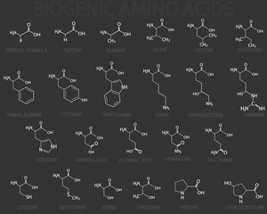 Biogenic amino acids molecular skeletal chemical formula.