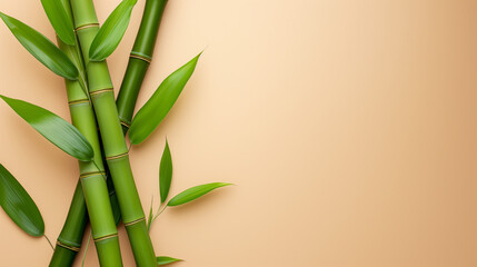 Bamboo plant and bamboo leaves in flat lay color background