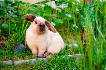 Easter Bunny Portrait in Garden