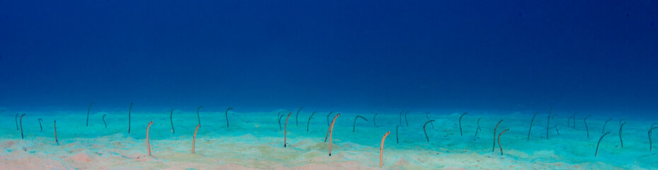 Garden eels lurking out of sandy bottom against blue background on a dive in Mauritius, Indian Ocean