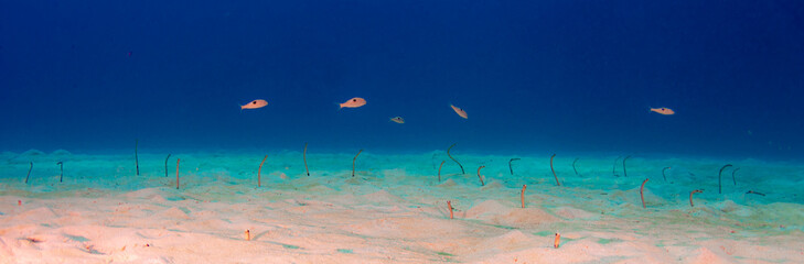 Garden eels lurking out of sandy bottom against blue background on a dive in Mauritius, Indian Ocean