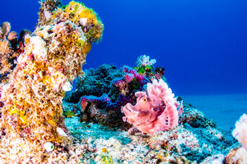 Pink Rhinopia fish in coral reef against blue background on a dive in Mauritius, Indian Ocean