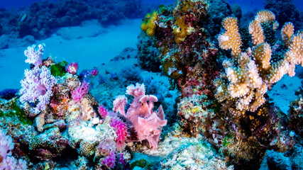 Pink Rhinopia fish in coral reef on a dive in Mauritius, Indian Ocean