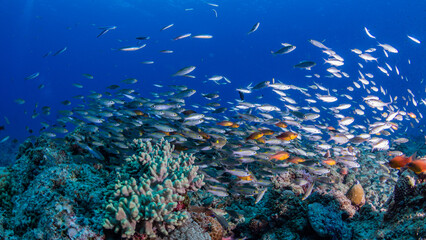 School of rcolorful fish in coral garden against blue background on a dive in Mauritius