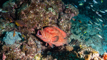 The beauty of the worls below surface