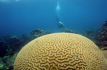 a coral reef off the coast of Venezuela