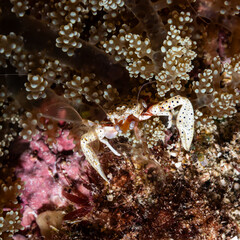Porcelain crab in anemone on a dive in Mauritius, Indian Ocean