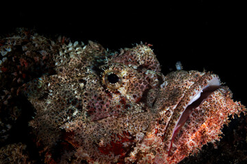 Fototapeta na wymiar Close up of a scorpion fish on a dive in Mauritius, Indian Ocewan