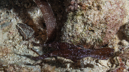 A pair of leaffish on a dive in Mauritius, Indian Ocean